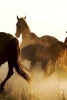 Rounding Up the Wild Horses in Montana - Blank 150 Page Lined Journal for Your Thoughts, Ideas, and Inspiration (Paperback) - Unique Journal Photo