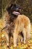 Happy Leonberger Dog Journal - 150 Page Lined Notebook/Diary (Paperback) - Cs Creations Photo