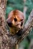 Tree Kangaroo Journal - 150 Page Lined Notebook/Diary (Paperback) - Cool Image Photo