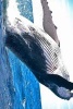 Humpback Whale Leaping in the Ocean - Blank 150 Page Lined Journal for Your Thoughts, Ideas, and Inspiration (Paperback) - Unique Journal Photo