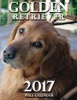 Golden Retriever 2017 Wall Calendar (UK Edition) (Paperback) - Lotus Art Photo