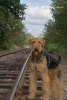 Airedale Terrier 9th Notebook (Paperback) - Breeds of Beauty Photo