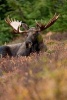 Moose in the Tall Grass Animal Journal - 150 Page Lined Notebook/Diary (Paperback) - Cs Creations Photo