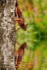 Red Squirrel on a Tree by the Water - Blank 150 Page Lined Journal for Your Thoughts, Ideas, and Inspiration (Paperback) - Unique Journal Photo