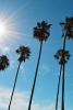 My Journal - Santa Barbara Palm Trees (Paperback) - Original Jos Journal Photo