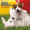 Just Jack Russell Puppies (Calendar) - Willow Creek Press Photo