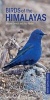 Birds of the Himalayas (Paperback) - Bikram Grewal Photo