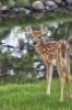 A Young White Tailed Fawn Near a Pond Deer Journal - 150 Page Lined Notebook/Diary (Paperback) - Cs Creations Photo