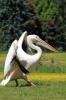 White Pelican Journal - 150 Page Lined Notebook/Diary (Paperback) - Cool Image Photo