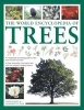 The World Encyclopedia of Trees (Paperback) - Tony Russell Photo