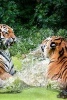 A Pair of Tigers Splashing Around in the Water - Blank 150 Page Lined Journal for Your Thoughts, Ideas, and Inspiration (Paperback) - Unique Journal Photo