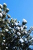 Snow Covered Fir Trees in Idaho - Blank 150 Page Lined Journal for Your Thoughts, Ideas, and Inspiration (Paperback) - Unique Journal Photo