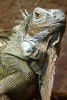 Iguana Lizard Journal - 150 Page Lined Notebook/Diary (Paperback) - Cs Creations Photo