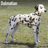 Dalmatian Calendar 2017 (Calendar) - Avonside Publishing Ltd Photo