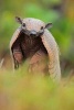 Southern Naked-Tailed Armadillo (Cabassus Unicinctus) Journal - 150 Page Lined Notebook/Diary (Paperback) - Cool Image Photo