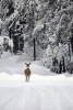 A Deer on a Snow Covered Road in Montana - Blank 150 Page Lined Journal for Your Thoughts, Ideas, and Inspiration (Paperback) - Unique Journal Photo