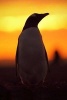 Evening with a Gentoo Penguin Journal - 150 Page Lined Notebook/Diary (Paperback) - Cool Image Photo