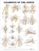 Ligaments of the Joints Anatomical Chart (Wallchart) - Anatomical Chart Company Photo