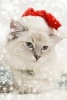 A Cute White Kitten with Blue Eyes Dressed Up for Christmas - Blank 150 Page Lined Journal for Your Thoughts, Ideas, and Inspiration (Paperback) - Unique Journal Photo