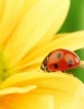 Jumbo Oversized Ladybug on a Brilliant Yellow Flower - Blank 150 Page Lined Journal for Your Thoughts, Ideas, and Inspiration (Paperback) - Unique Journal Photo