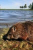 A Baby Groundhog in the Park Ottawa Ontario Canada Journal - 150 Page Lined Notebook/Diary (Paperback) - Cs Creations Photo