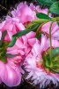 Pink Peony Blossoms Perennial Flowers Journal - Hens and Chicks Succulent Plants on a Terra Cotta Pot (Paperback) - Pen2 Paper Photo