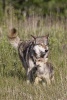 Wolf with Cub in the Wild Journal - 150 Page Lined Notebook/Diary (Paperback) - Cool Image Photo