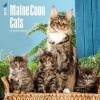 Maine Coon Cats 2017 Square (Calendar) - Inc Browntrout Publishers Photo