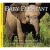 Baby Elephant (Paperback) - Aubrey Lang Photo