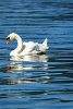 White Swan Gliding on the Lake - 150 Page Lined Notebook/Diary (Paperback) - Cs Creation Photo