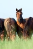 Horses Gathered in a Field - Blank 150 Page Lined Journal for Your Thoughts, Ideas, and Inspiration (Paperback) - Unique Journal Photo