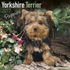 Yorkshire Terrier Puppies Calendar 2017 (Paperback) - Avonside Publishing Ltd Photo