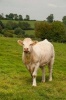 White Charolais Steer in Burgundy France Journal - 150 Page Lined Notebook/Diary (Paperback) - Cs Creations Photo