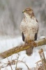 Buzzard on a Branch Bird Journal - 150 Page Lined Notebook/Diary (Paperback) - Cool Image Photo