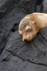 Sleeping Sea Lion Journal - 150 Page Lined Notebook/Diary (Paperback) - Cool Image Photo