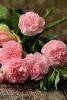 A Bouquet of Pink Roses on a Bench in the Park - Blank 150 Page Lined Journal for Your Thoughts, Ideas, and Inspiration (Paperback) - Unique Journal Photo