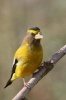 Evening Grosbeak Bird Perched on a Branch Journal - 150 Page Lined Notebook/Diary (Paperback) - Cool Image Photo