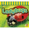 Ladybugs (Paperback) - Aaron Carr Photo