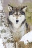 Timber Wolf Checking You Out Journal - 150 Page Lined Notebook/Diary (Paperback) - Cool Image Photo