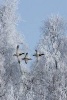 Anas Platyrhynchos Mallard Ducks Flying in the Winter - Blank 150 Page Lined Journal for Your Thoughts, Ideas, and Inspiration (Paperback) - Unique Journal Photo