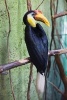 Sunda Wrinkled Hornbill Bird Journal - 150 Page Lined Notebook/Diary (Paperback) - Cool Image Photo