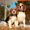 Beagles 2017 Square (Calendar) - Inc Browntrout Publishers Photo