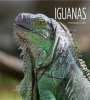 Iguanas (Paperback) - Melissa Gish Photo