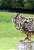 Eurasian Eagle Owl on a Post, Birds of the World - Blank 150 Page Lined Journal for Your Thoughts, Ideas, and Inspiration (Paperback) - Unique Journal Photo