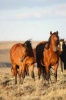 A Herd of Chestnut Wild Horses in Southwest Wyoming USA Animal Journal - 150 Page Lined Notebook/Diary (Paperback) - Cs Creations Photo