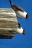 A Laughing Gull Pair Perched on a Post - Blank 150 Page Lined Journal for Your Thoughts, Ideas, and Inspiration (Paperback) - Unique Journal Photo