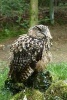 An Eagle Owl Perched Sleeping on a Stump in the Forest - Blank 150 Page Lined Journal for Your Thoughts, Ideas, and Inspiration (Paperback) - Unique Journal Photo