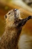 A Brown Nutria (Myocastor Coypus) Animal Journal - 150 Page Lined Notebook/Diary (Paperback) - Benton Press Photo