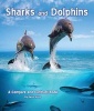 Sharks and Dolphins - A Compare and Contrast Book (Paperback) - Kevin Kurtz Photo