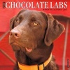 Just Chocolate Labs (Calendar) - Willow Creek Press Photo